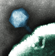 Атака бактериофага