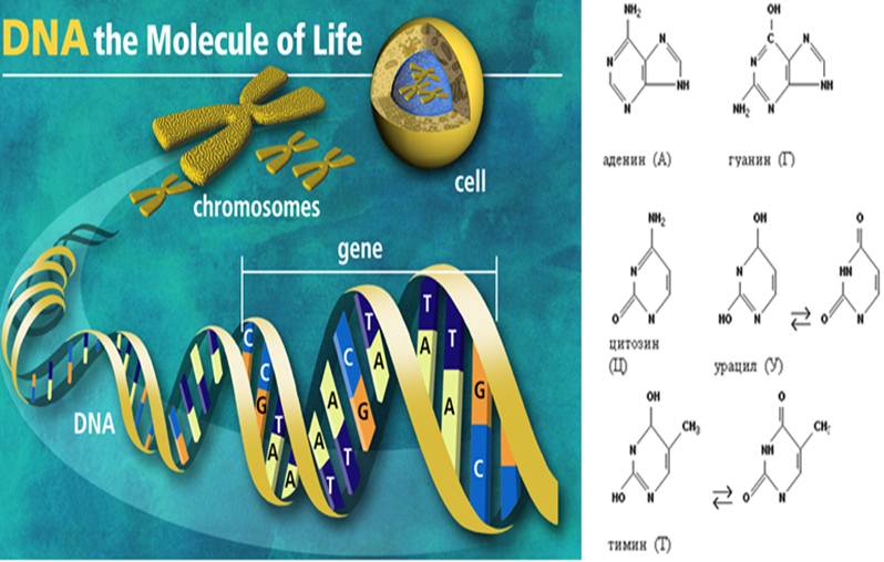 http://www.nanometer.ru/2012/07/10/sintetecheskaa_biologia_273459/XPROP_IMG_images_6/%C4%CD%CA+%E8+%EF%F0%E8%F0%EE%E4%ED%FB%E5+%ED%F3%EA%EB%E5%EE%F2%E8%E4%FB%2C+%E2%F5%EE%E4%FF%F9%E8%E5+%E2+%F1%EE%F1%F2%E0%E2++%ED%F3%EA%EB%E5%E8%ED%EE%E2%FB%F5+%EA%E8%F1%EB%EE%F2.jpg