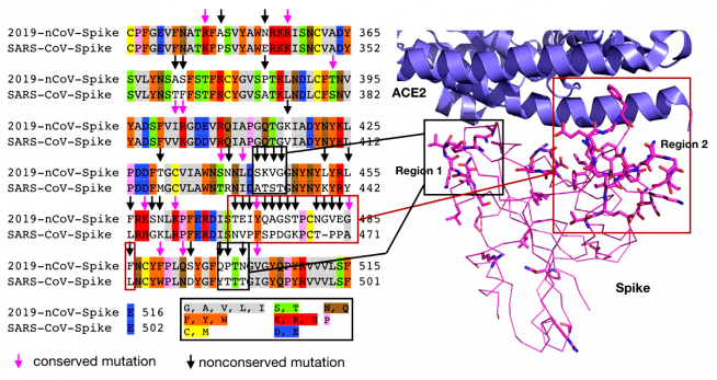    ACE2    Spike